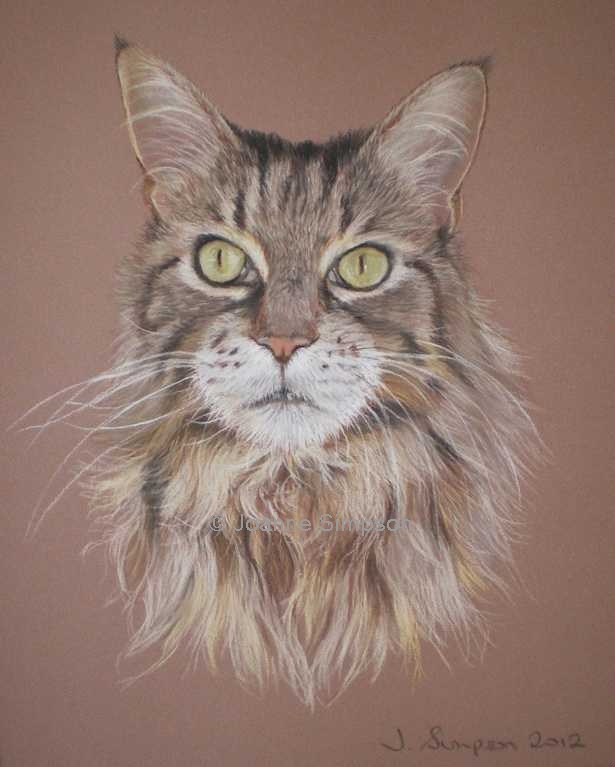 Maine Coon pet portrait.